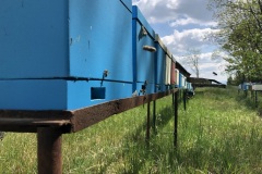 Bioagra-krolowe-na-terenie-Bioagry_04